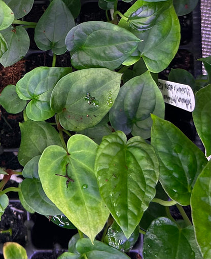 Anthurium (papillilaminum "Long x Long Bullet" x splendidum) x dressleri “Obsidian” *seedlings*