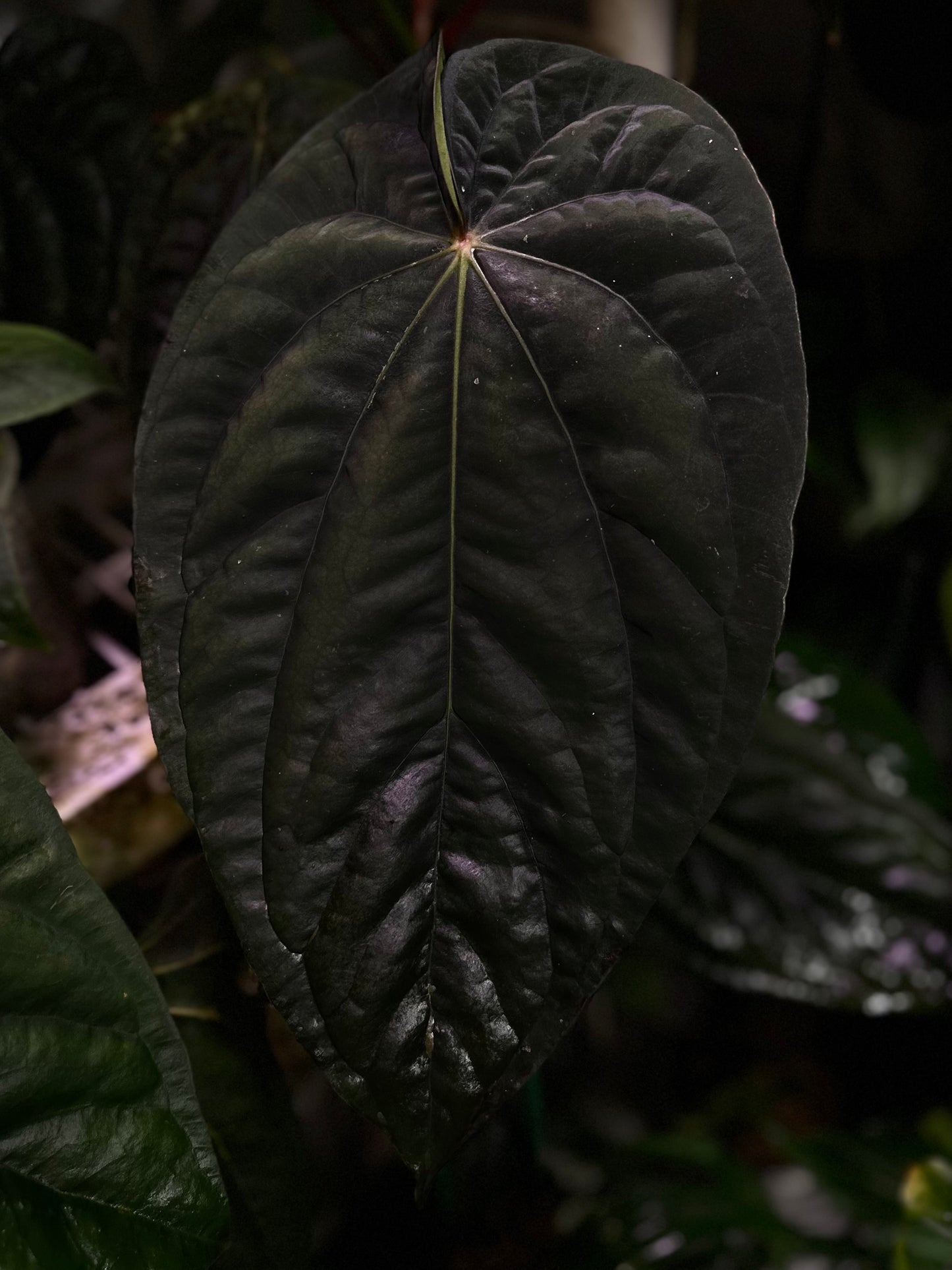 Anthurium dressleri NSE “Obsidian”