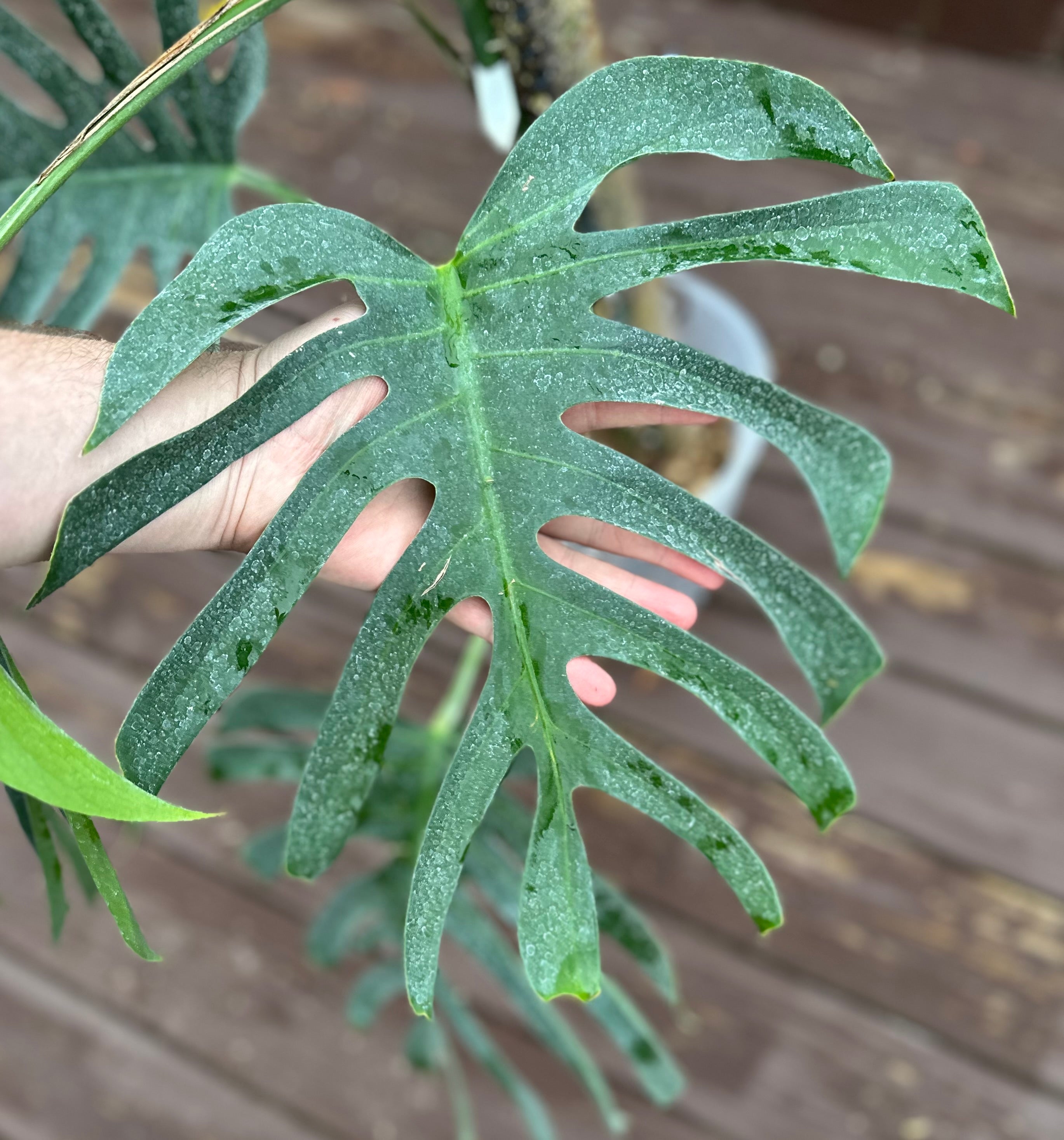 Monstera deliciosa var sierrana