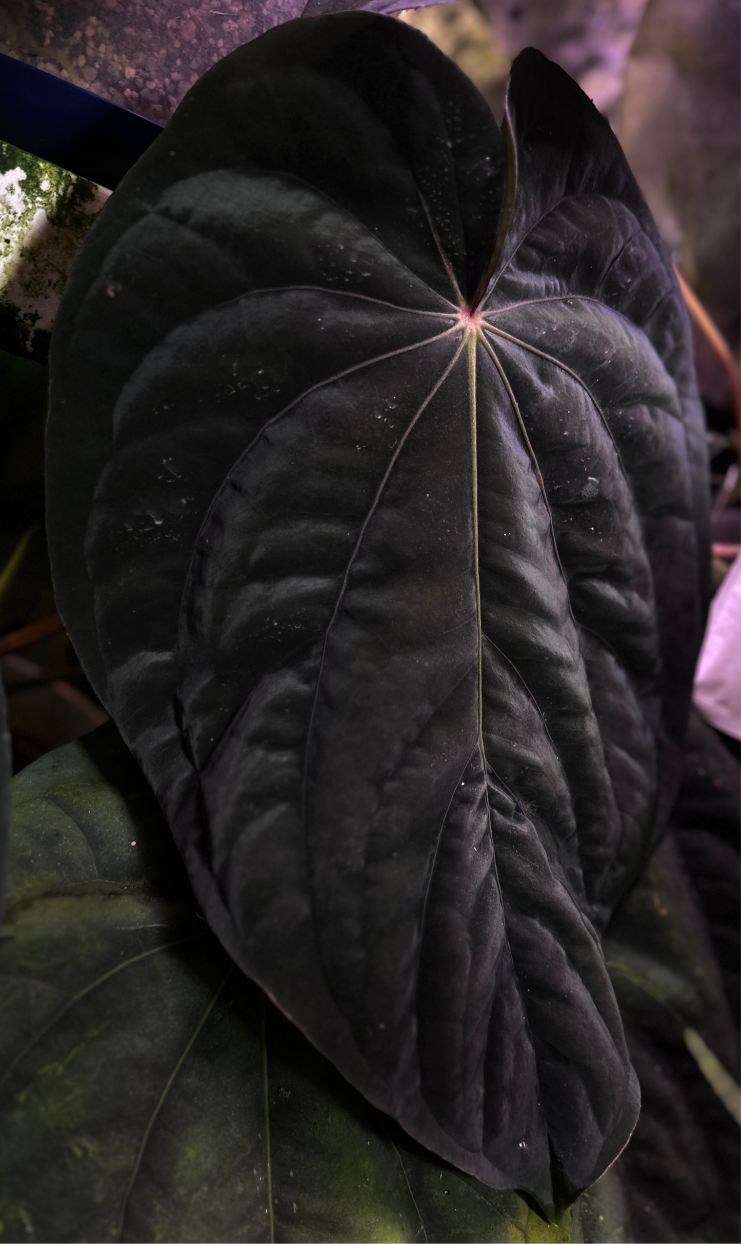 Anthurium antolakii (BVEP) "Round x RA1" x dressleri "Obsidian" *seedlings*