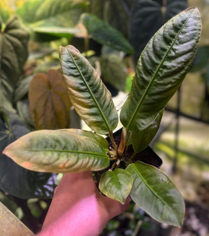 Anthurium willifordii *EXTREMELY RARE*