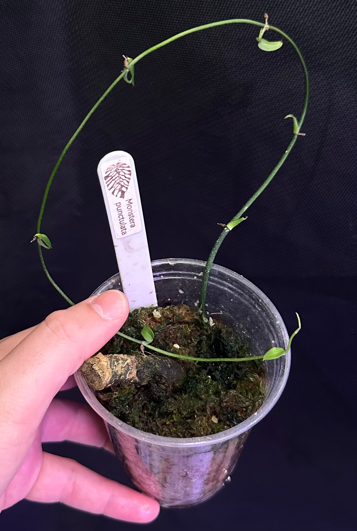 Monstera punctulata