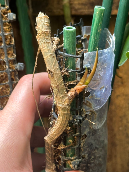 Monstera filamentosa *EXTREMELY RARE*
