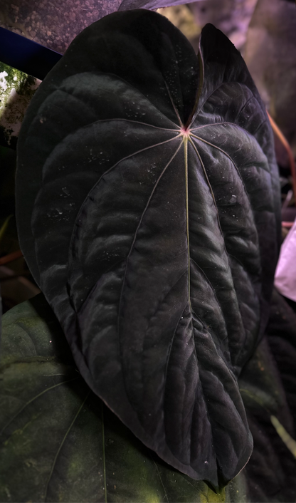 Anthurium dressleri “Obsidian” *CLONE*