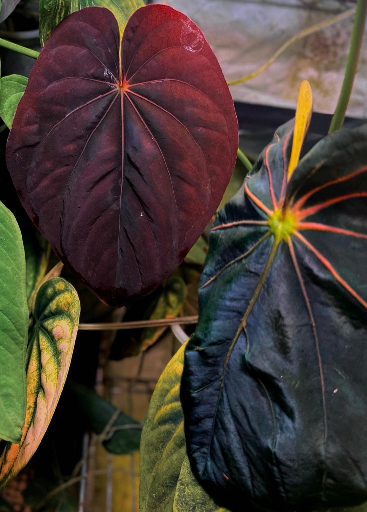 Anthurium (dressleri RG F2 x carlablackiae “Amanda”) x (dressleri “Oliver” x BVEP “Felix”)