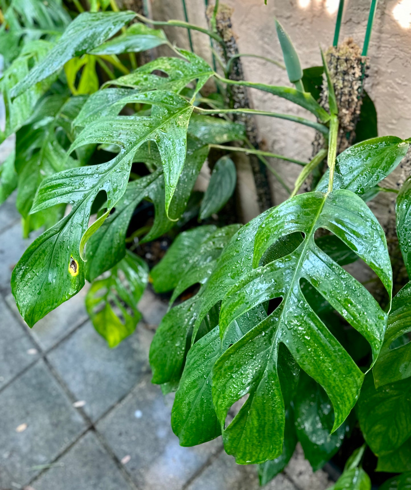 Monstera glaucescens