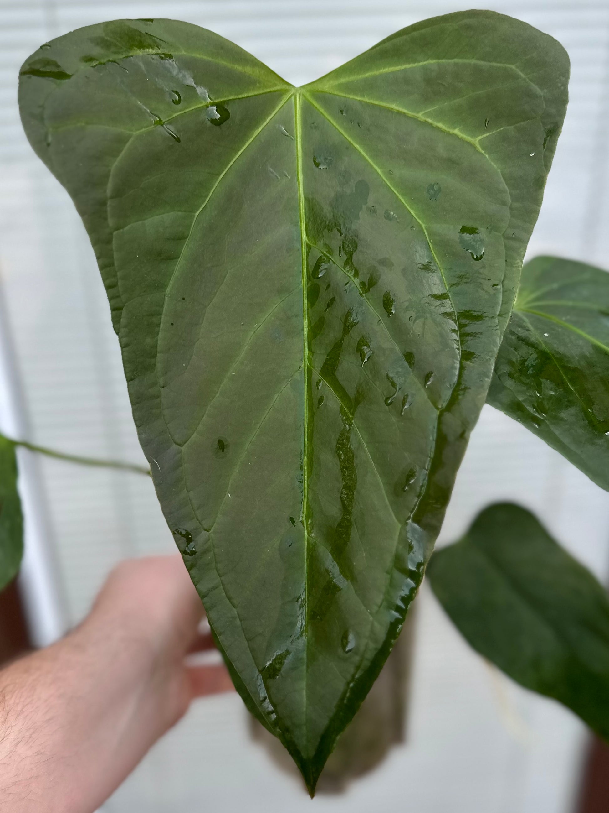 anthurium portillae nse Anthurium “Mr. Worldwide” (Indo x NSE portillae)
