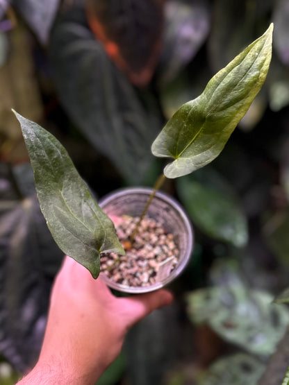 Anthurium papillilaminum ‘Ree Gardens’ x ‘Old Lineage’