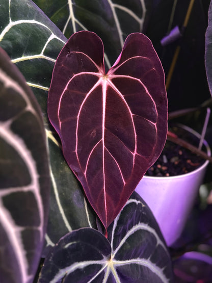 Anthurium carlablackiae "Amanda x GPH001" s1