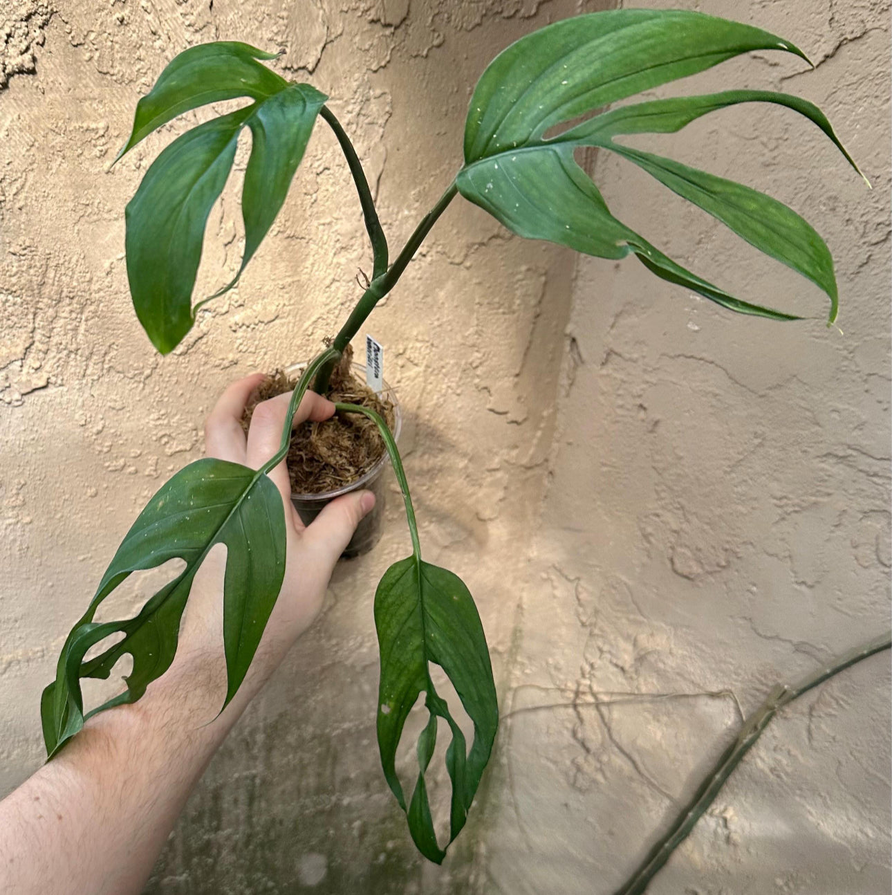 Monstera barrieri