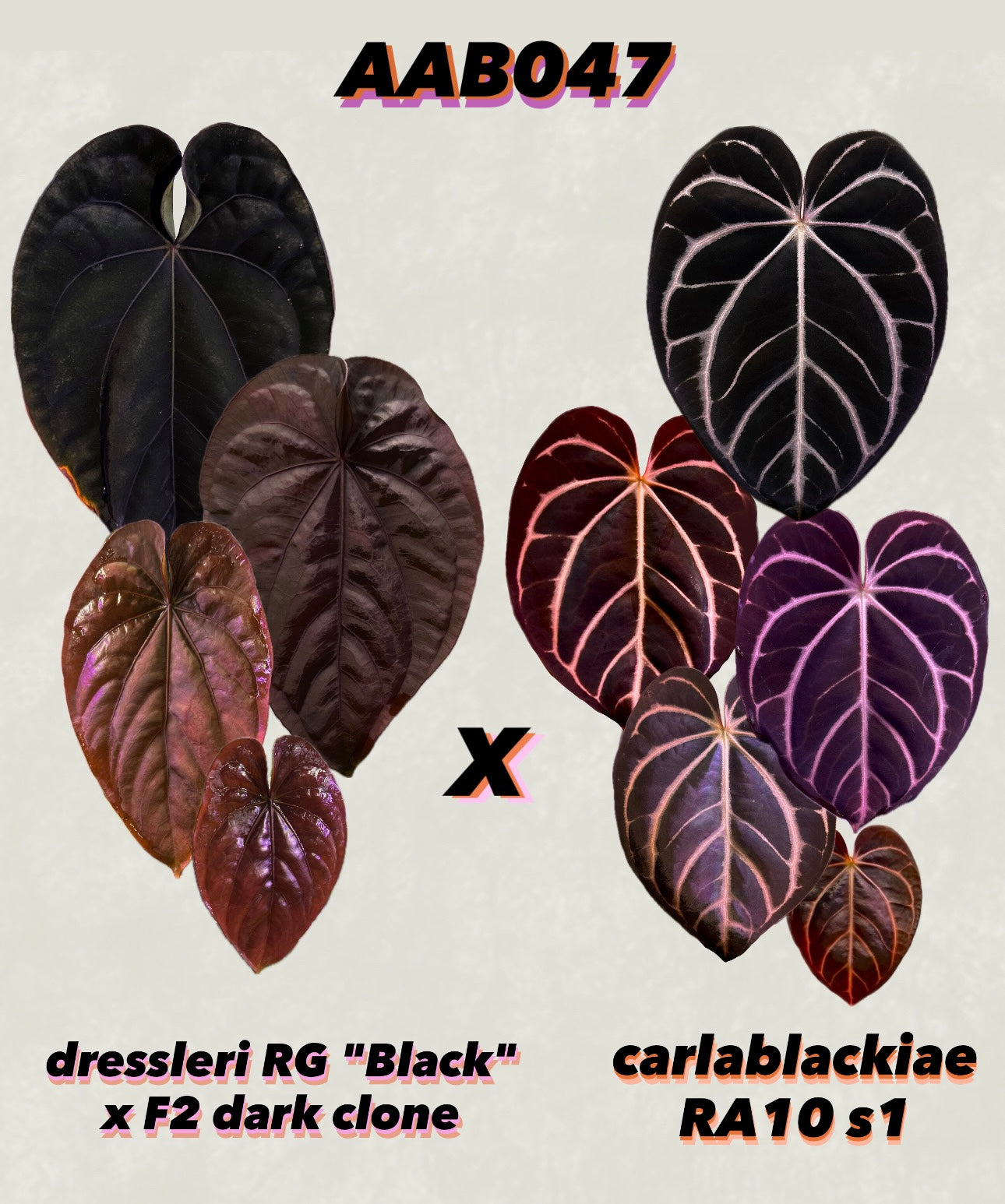 Anthurium dressleri RG (Black x F2) x carlablackiae RA10 s1 *sprouted seeds*
