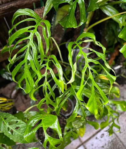 Monstera aff. gracilis