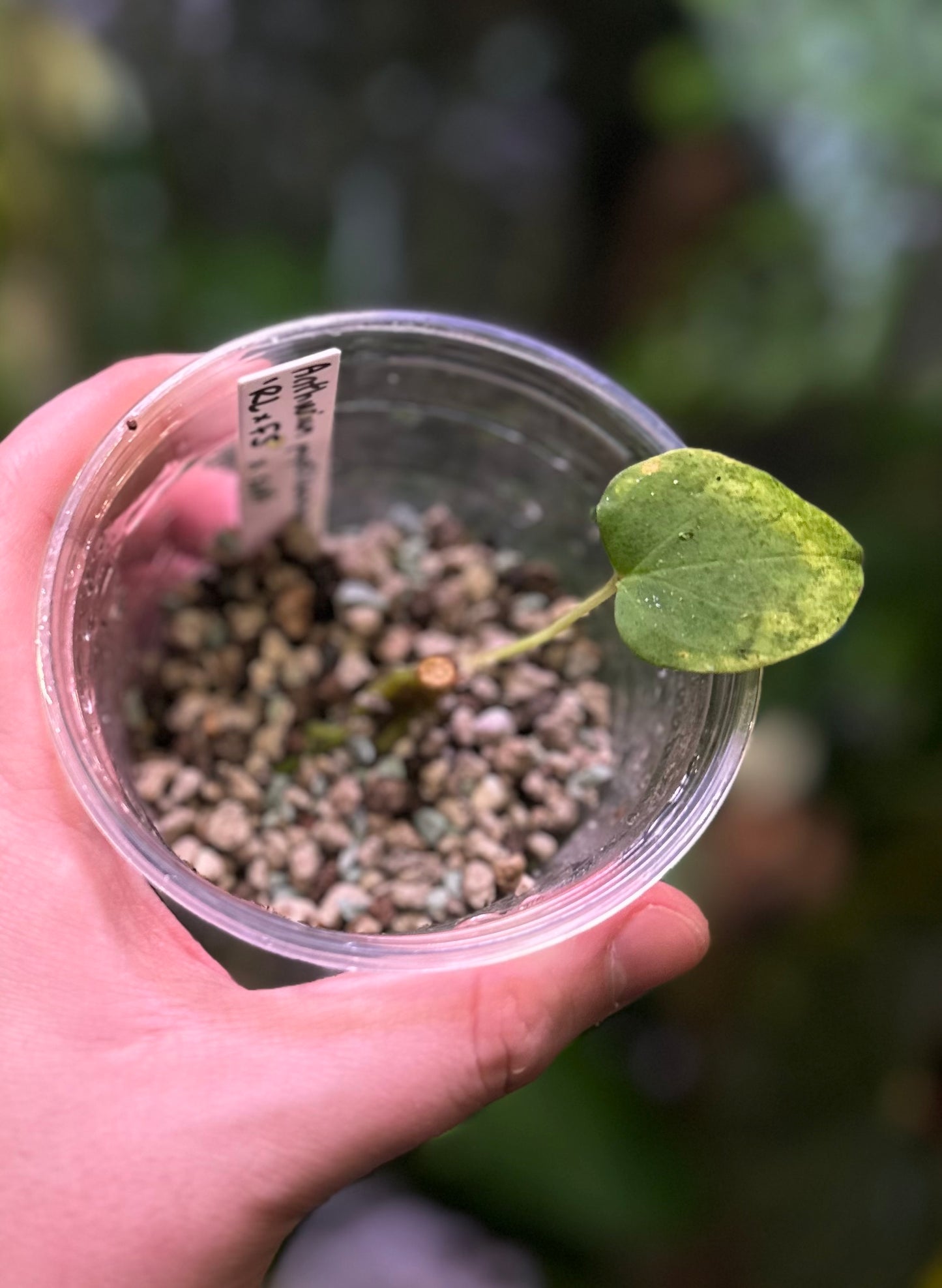 Anthurium papillilaminum ‘RL x FS’ x self