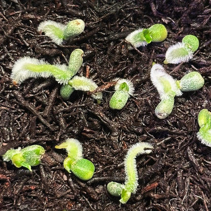 Anthurium dressleri "Obsidian" x (BVEP x splendidum) *sprouted seeds*