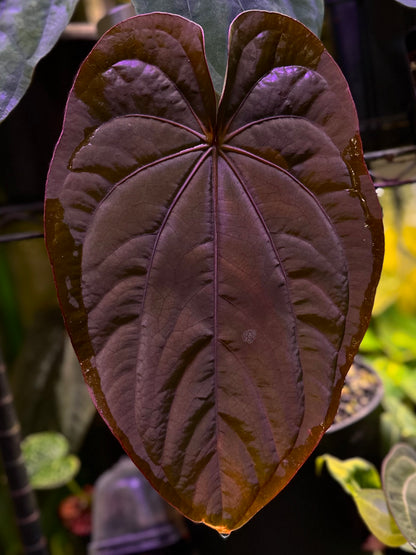 Anthurium dressleri RG (F2 x Black) F2 "Aspis" x "Purple Haze"