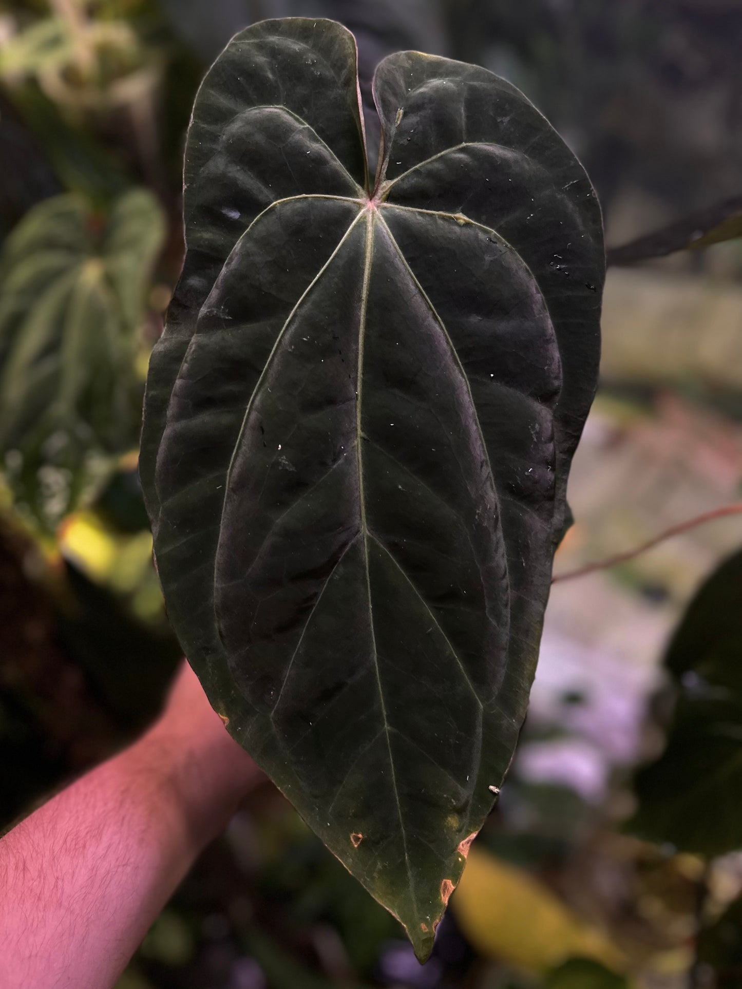 Anthurium dressleri RG F2 x besseae aff. "Spider"