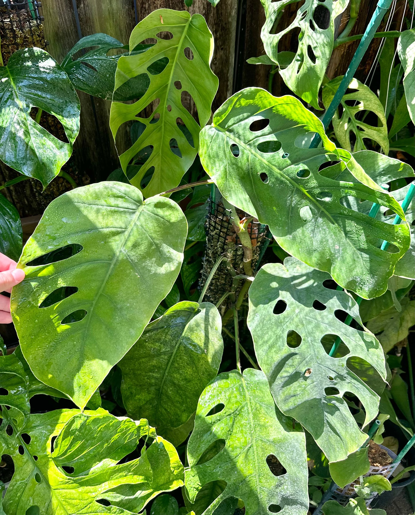 dubia philodendron Monstera dubia – AABexotics