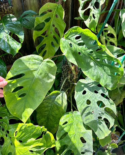 monstera dubia mature plant Monstera dubia