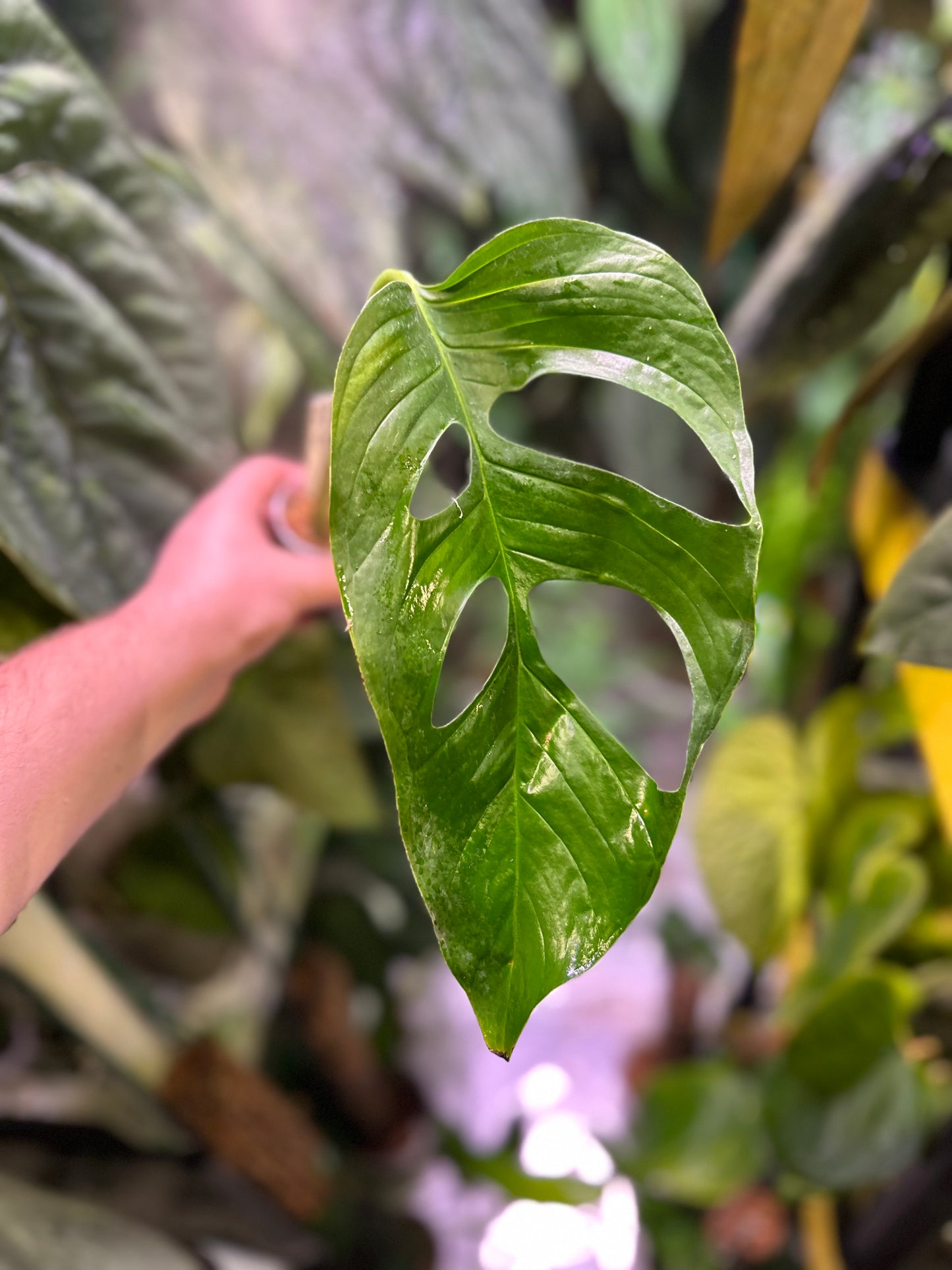 Monstera cf. obliqua “Peru”