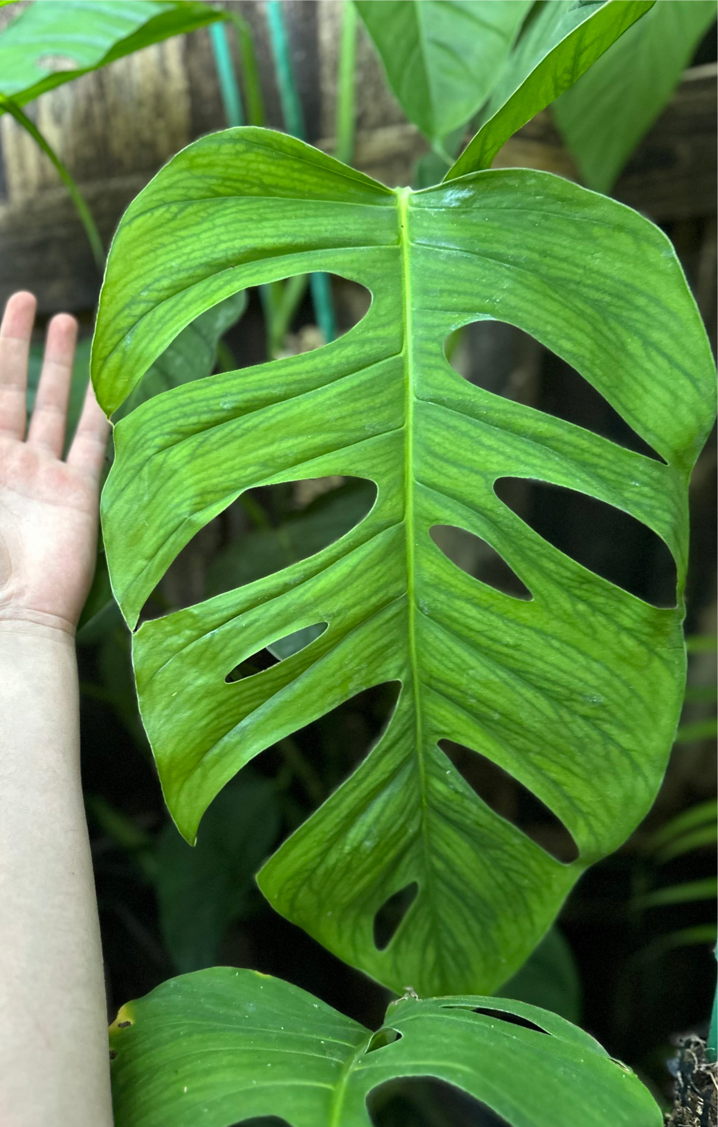 Monstera cf. obliqua “Tambopata”