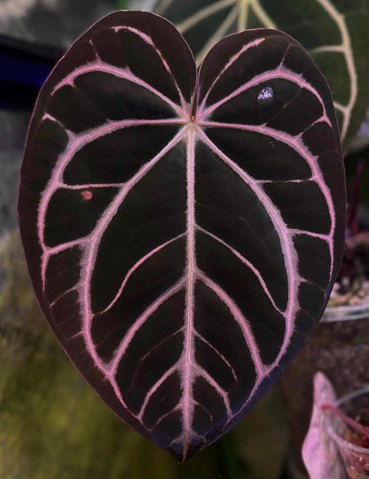 Anthurium dressleri RG (Black x F2) x carlablackiae RA10 s1 *sprouted seeds*