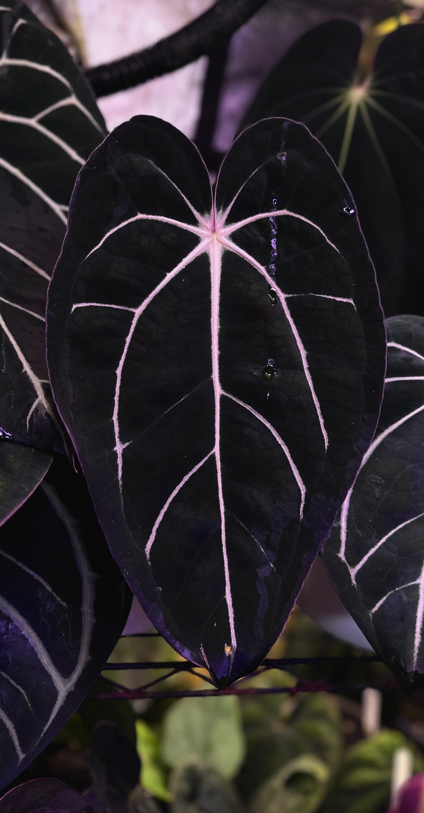 Anthurium carlablackiae "Amanda x GPH001" s1