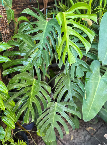 monstera deliciosa enana Monstera deliciosa var sierrana – AABexotics
