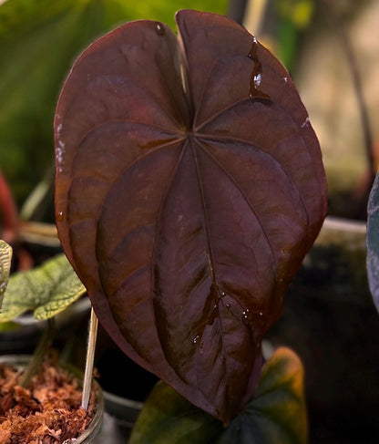 Anthurium dressleri RG (Black x F2) x carlablackiae RA10 s1 *sprouted seeds*