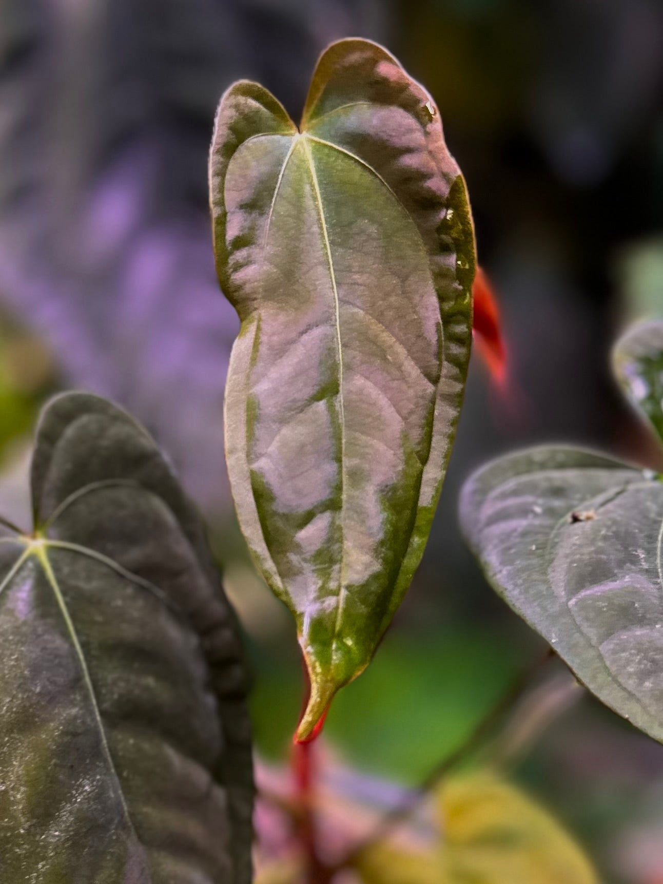 Anthurium papillilaminum RA6 x self