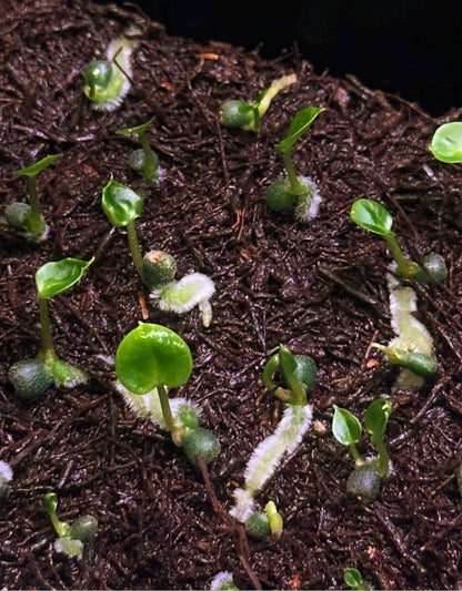 Anthurium carlablackiae RA13 x (RA5x10)