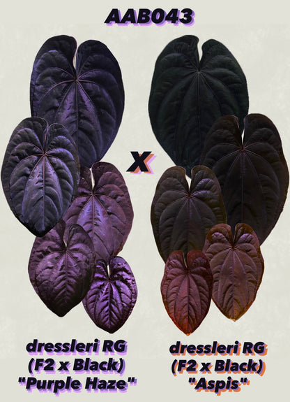 Anthurium dressleri RG (F2 x Black) F2 "Aspis" x "Purple Haze"