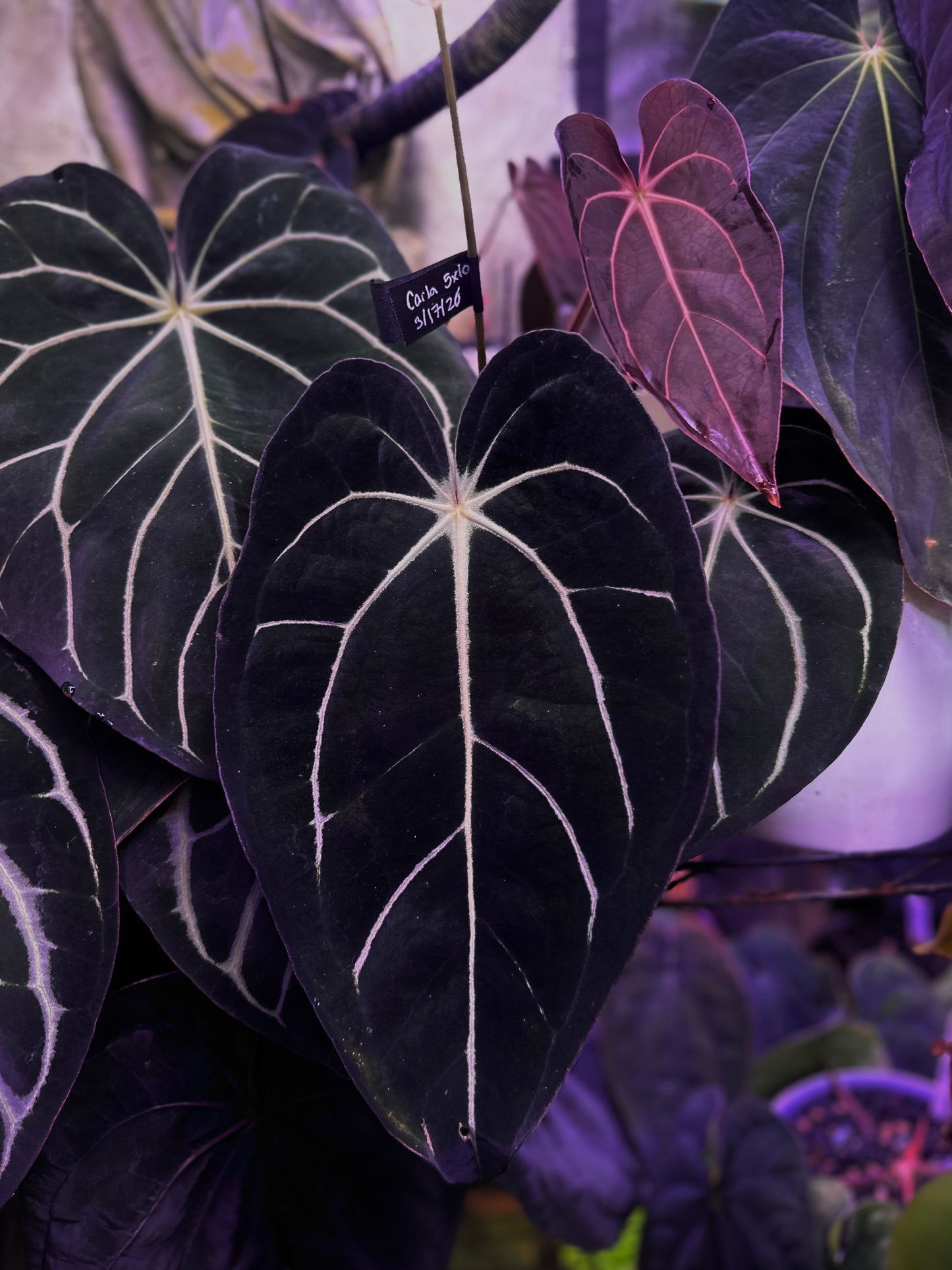 Anthurium carlablackiae "Amanda x GPH001" s1