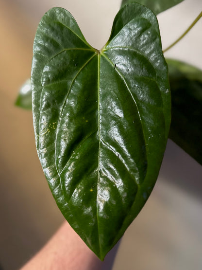 Anthurium portillae ‘Dorito’ x papillilaminum “Long x Long Bullet”