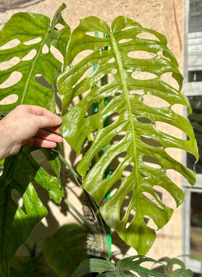 Monstera punctulata