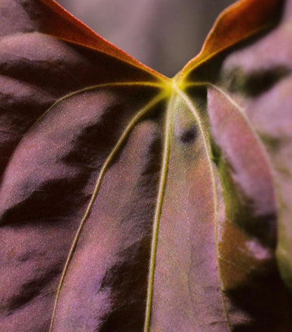 Anthurium papillilaminum ‘FS’ x ‘RL’