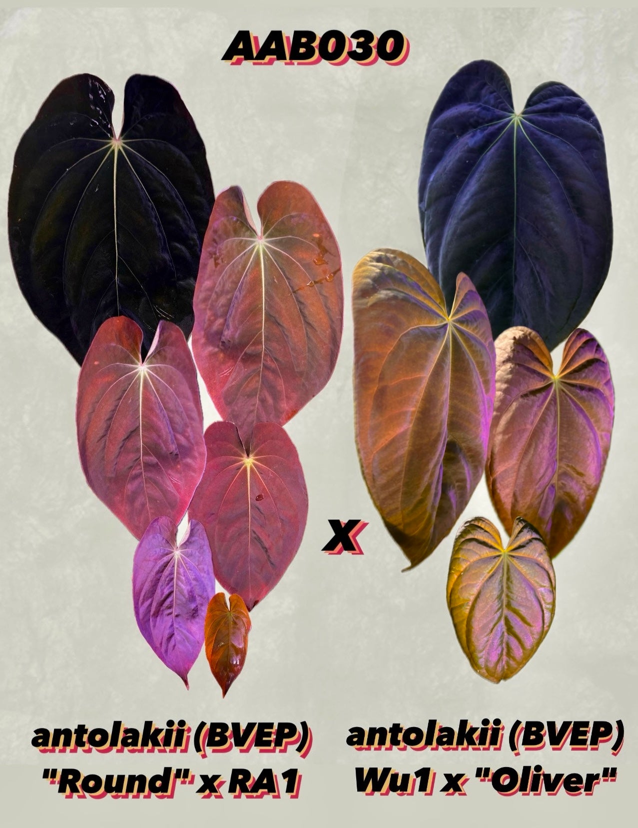 Anthurium antolakii (BVEP) "Round x RA1" x "Wu1 x Oliver"