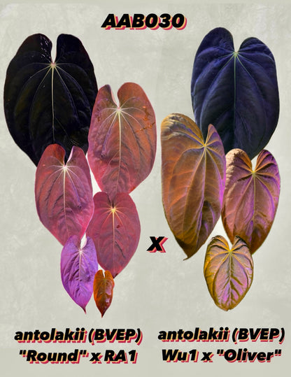 Anthurium antolakii (BVEP) "Round x RA1" x "Wu1 x Oliver"
