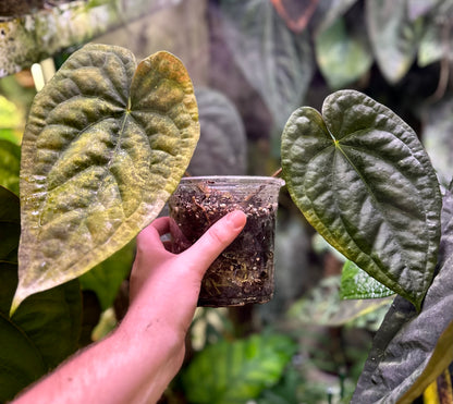 Anthurium ‘Black Magic’ (luxurians x dressleri RG)