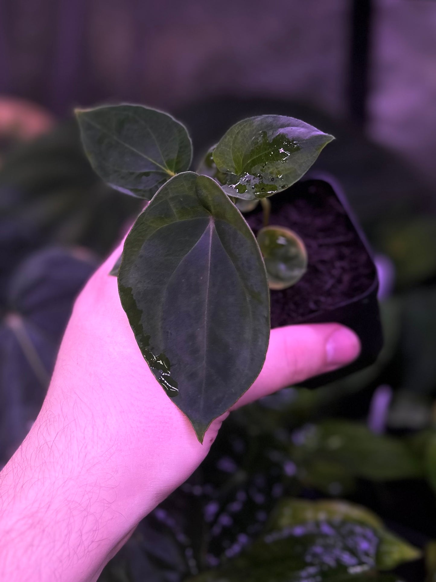 Anthurium (dressleri RG F2 x carlablackiae “Amanda”) x (dressleri “Oliver” x BVEP “Felix”)