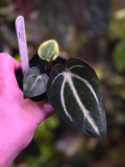 Anthurium carlablackiae RA13 x (RA5x10)