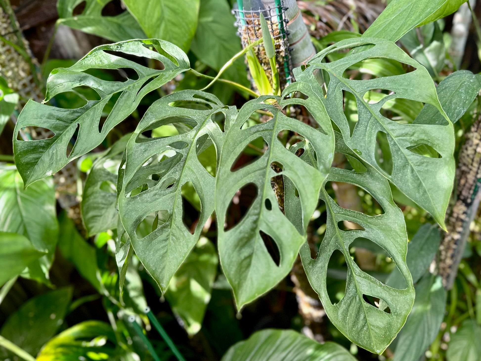 monstera obliqua adansonii Monstera obliqua “Loreto” – AABexotics