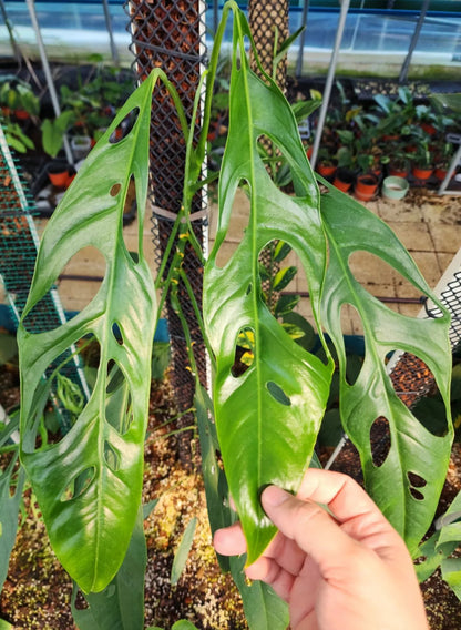 Monstera obliqua “Yasuní” #1