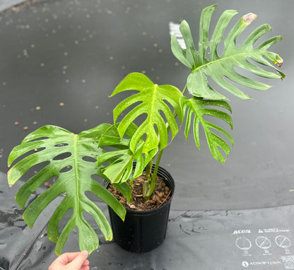 Monstera deliciosa var sierrana