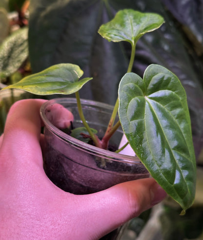 Anthurium (papillilaminum "Long x Long Bullet" x splendidum) x dressleri “Obsidian” *seedlings*