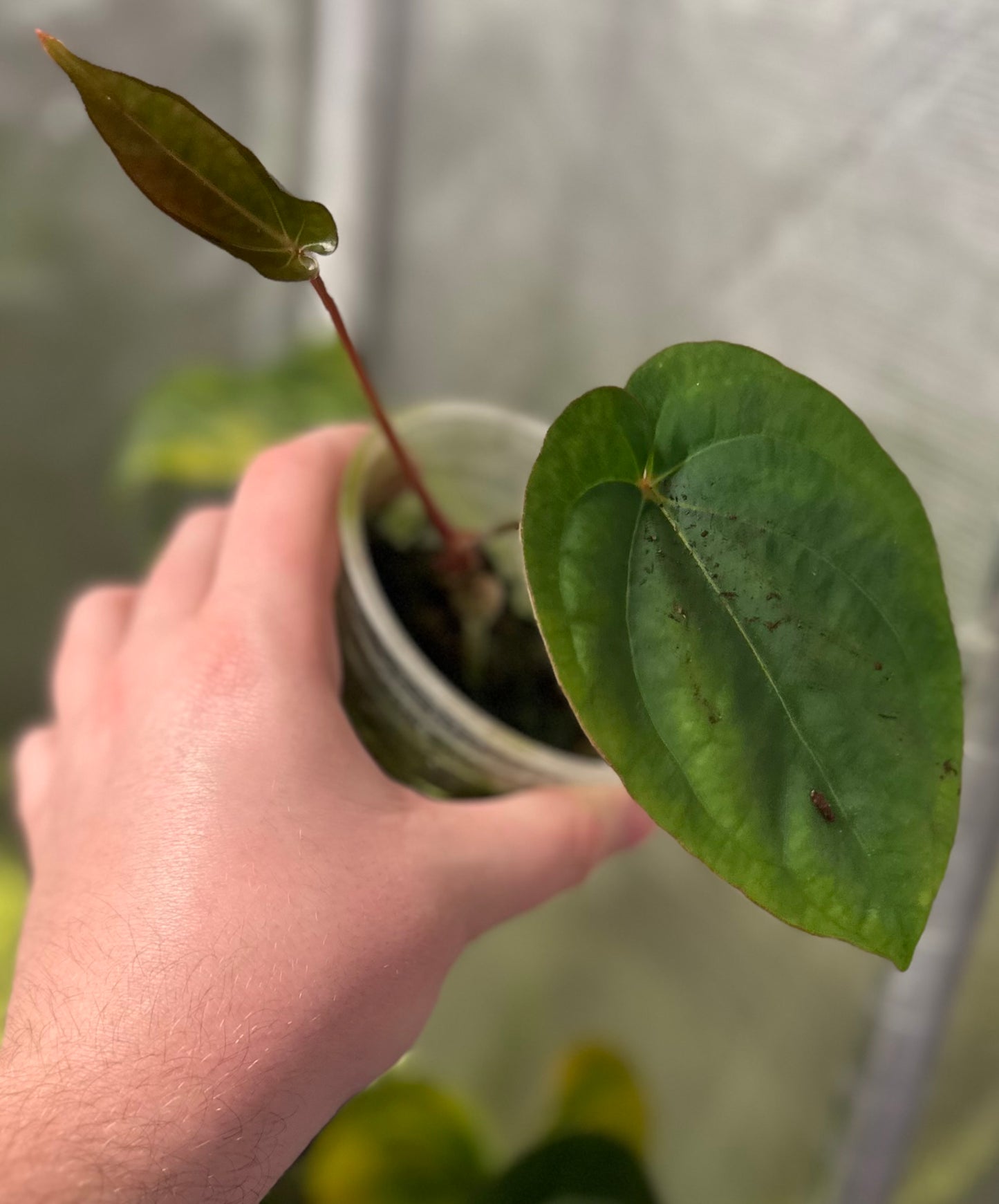 Anthurium dressleri RG F2 x besseae aff. "Spider"