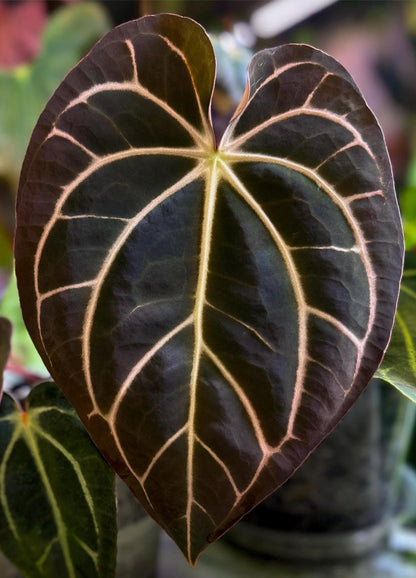 Anthurium carlablackiae RA13 x (RA5x10)