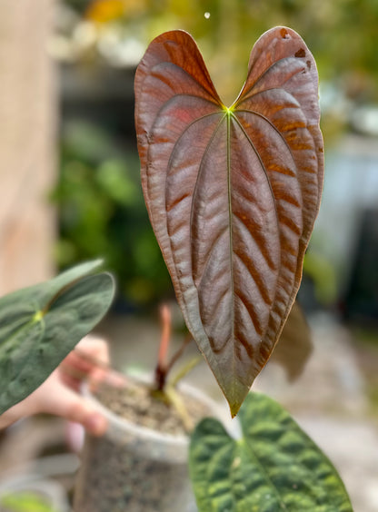 Anthurium papillilaminum “Gatorskin” x “Dadbod”