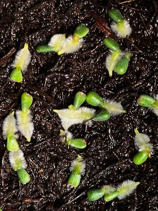 Anthurium dressleri "Obsidian" x (Black dressleri x RG F2 dark)