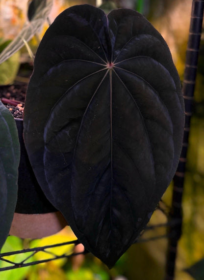Anthurium dressleri "Obsidian" x (BVEP x splendidum) *sprouted seeds*