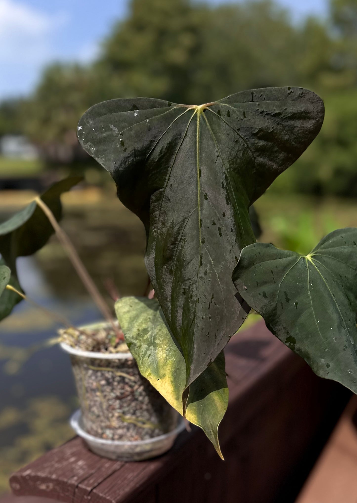 Anthurium sp. nov DF